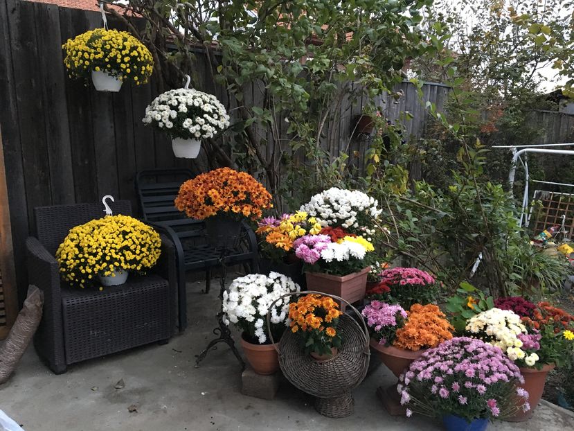 image - Crizanteme 2016