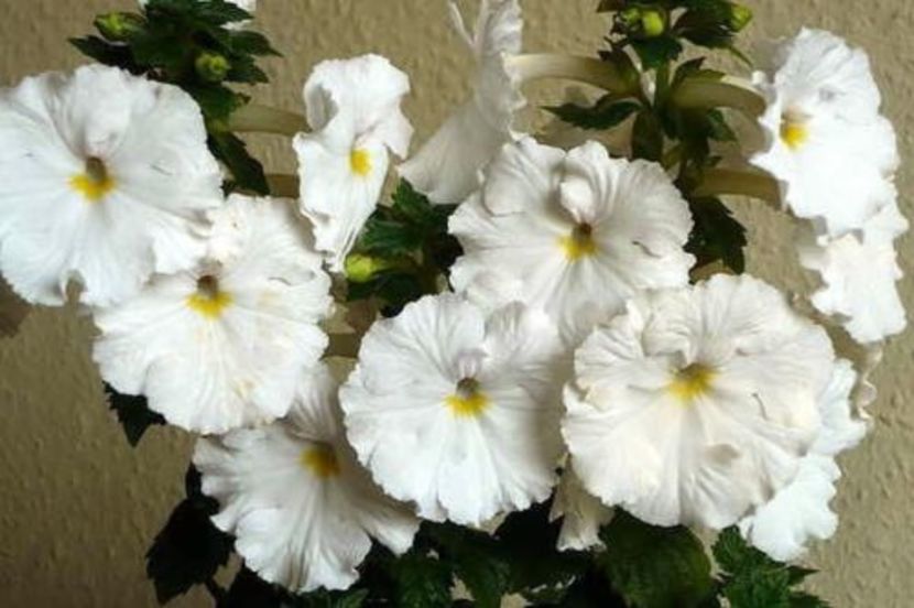 Achimenes White Glory - Achimenes