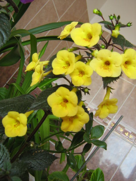 Achimenes Yellow Beauty