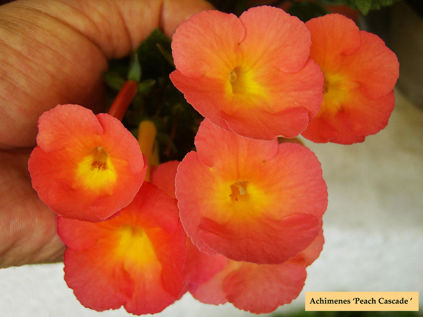 Peach Cascade - Achimenes