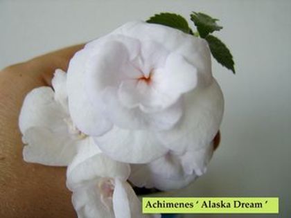 Alaska Dream - Achimenes