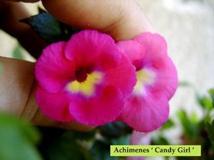 Candy Girl - Achimenes