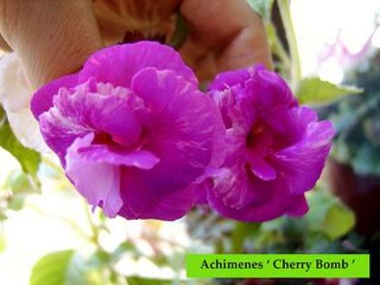 Cherry Bomb - Achimenes