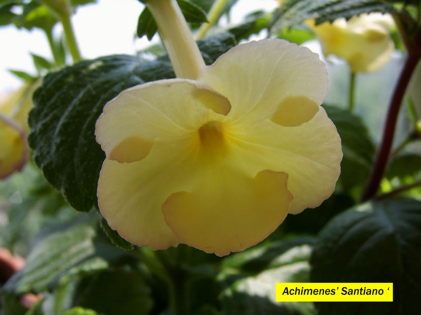 Santiano - Achimenes