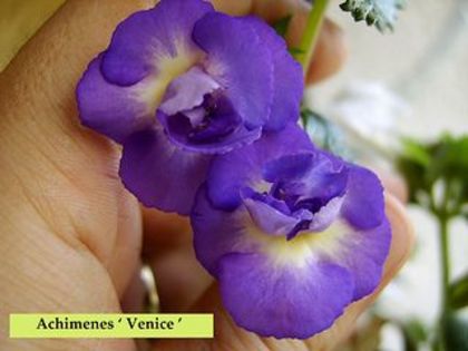 Venice - Achimenes