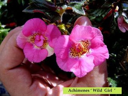 Wild Girl - Achimenes
