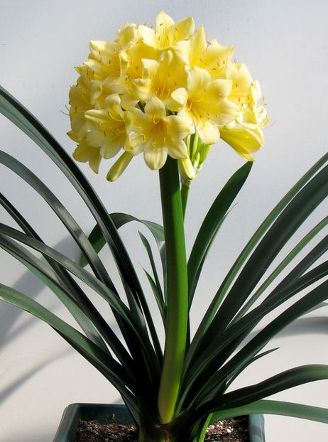 Clivia miniata 'Longwood Fireworks'