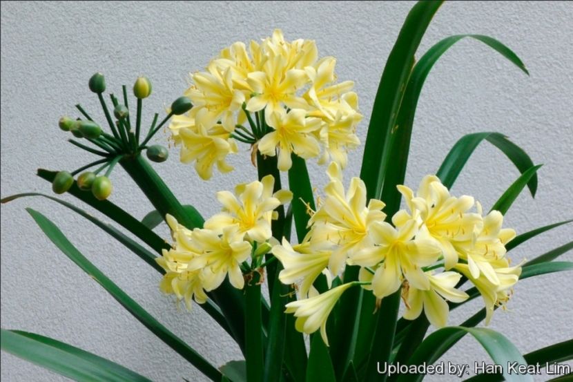 Clivia miniata var citrina - Clivia