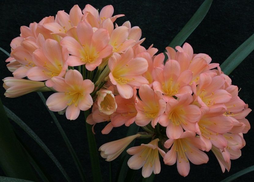 Clivia - Clivia