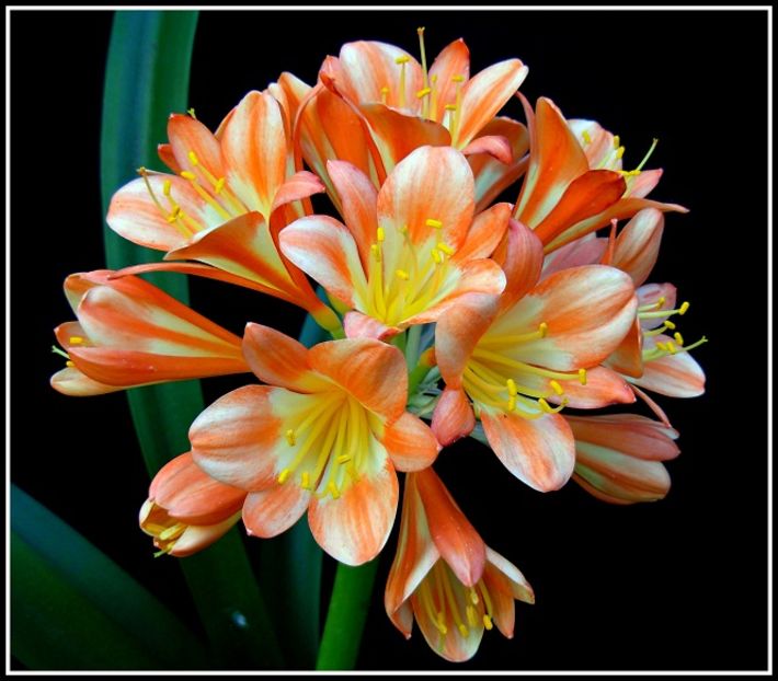 clivia-miniata-zebra-breeder-grower-and-photographer-carrie-kruger-ed - Clivia