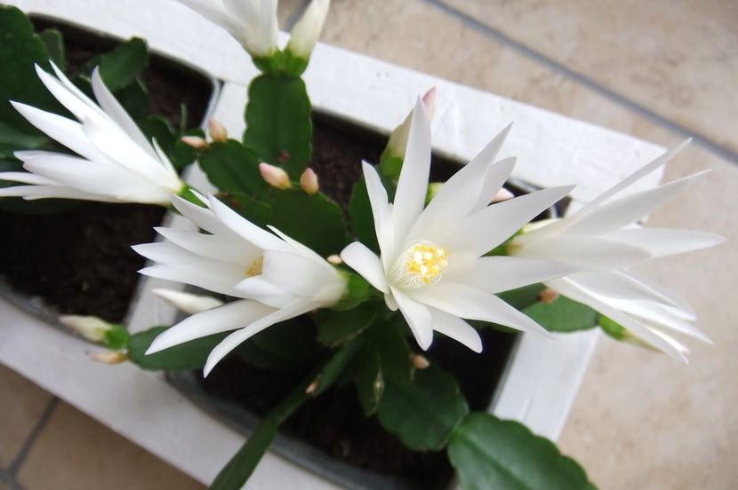  - Schlumbergera dorinte