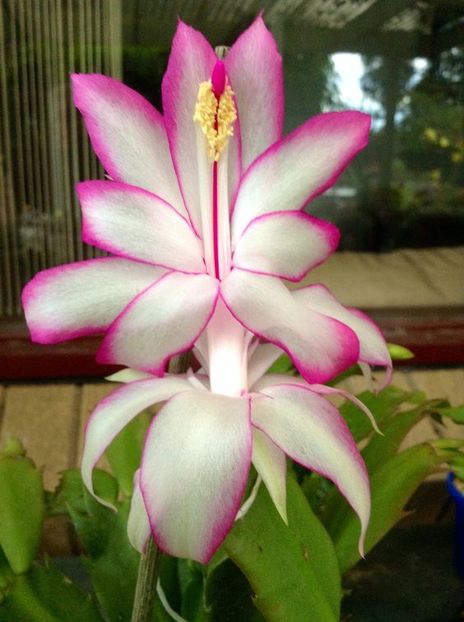 MAGIC BUTTERFLY - Schlumbergera dorinte