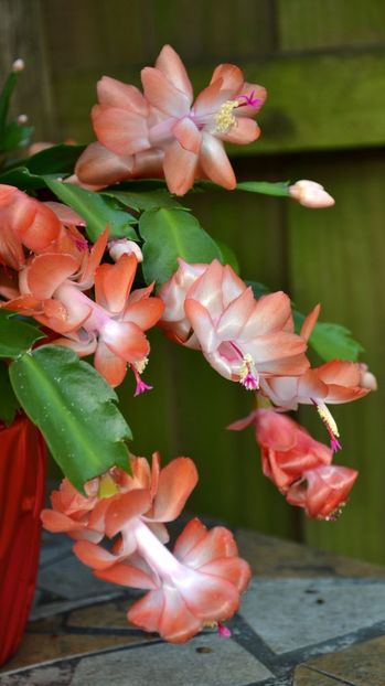 'Peach Dancer - Schlumbergera dorinte