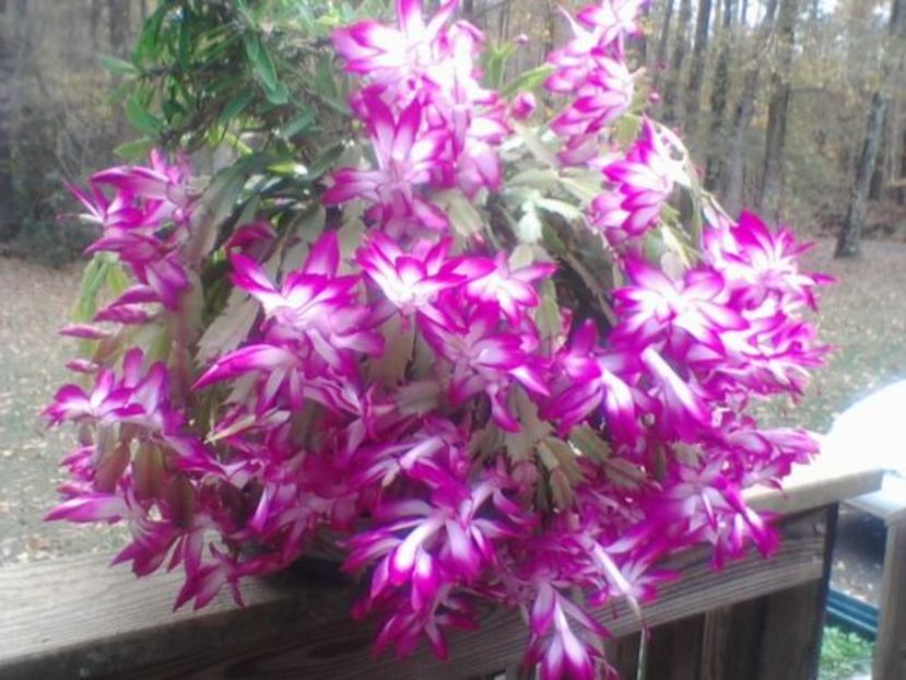 Schlumbergera truncata