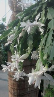 white - Schlumbergera dorinte