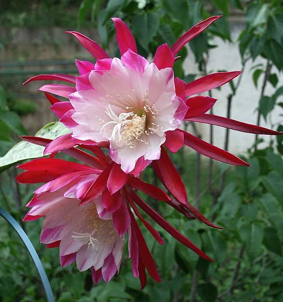 clown2 - epiphyllum