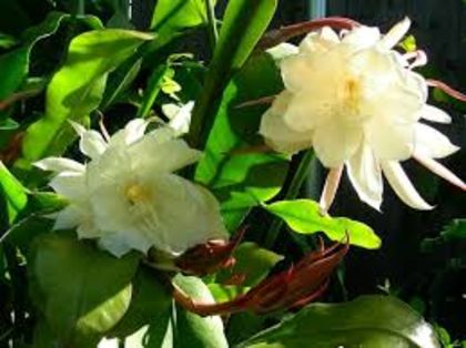 images - epiphyllum