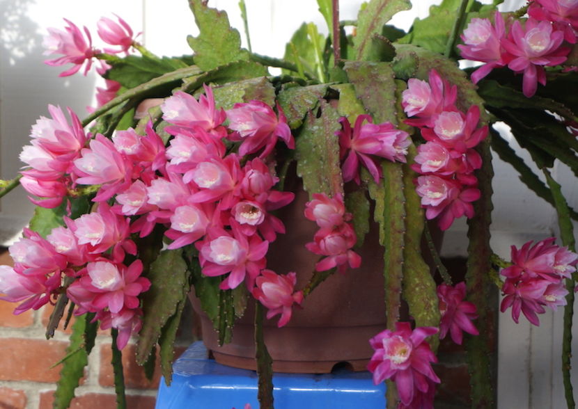 pond-lily-cactus - epiphyllum