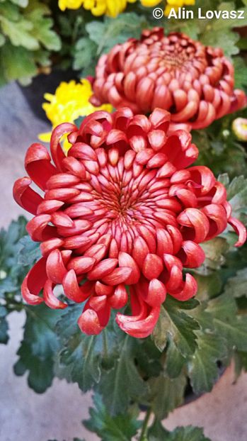 2016-10-28 18.22.22 - Crizanteme