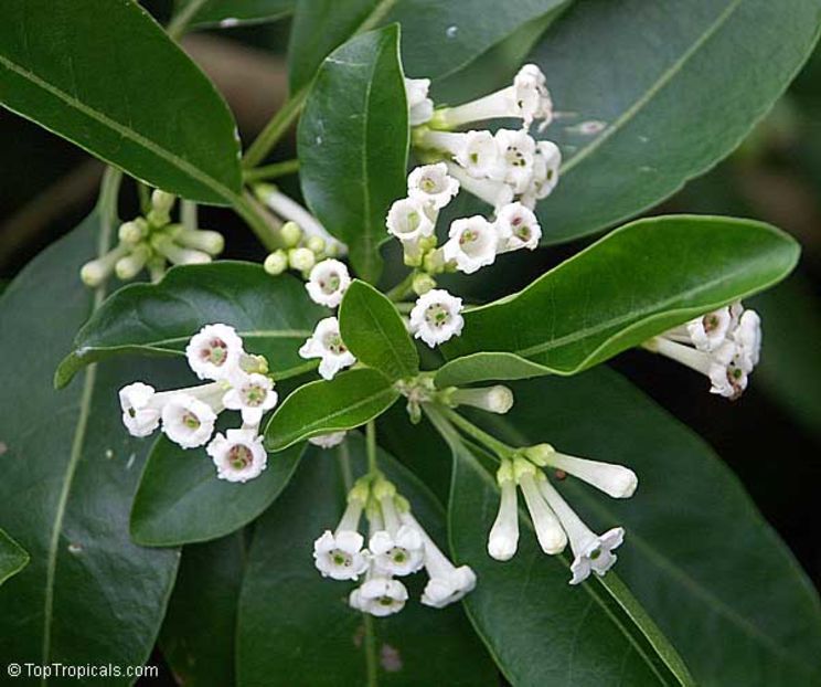 cestrum diurnum