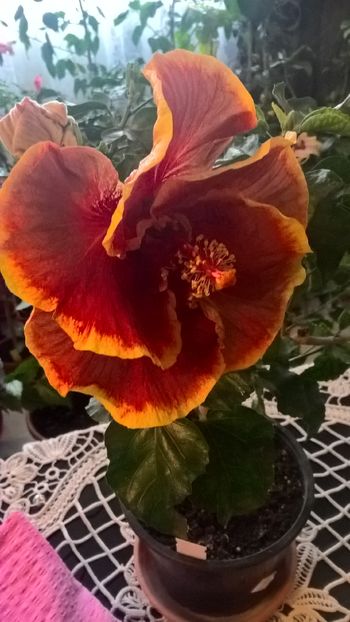  - Hibiscus Voodoo Magic