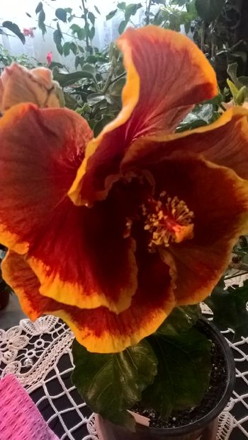  - Hibiscus Voodoo Magic