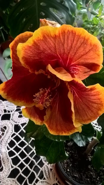  - Hibiscus Voodoo Magic