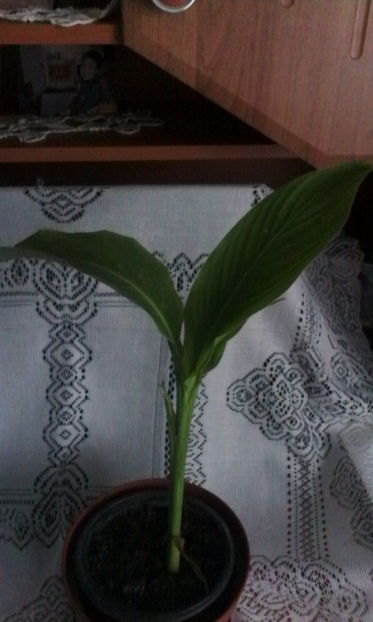 Canna somon din samanta - Plante exotice