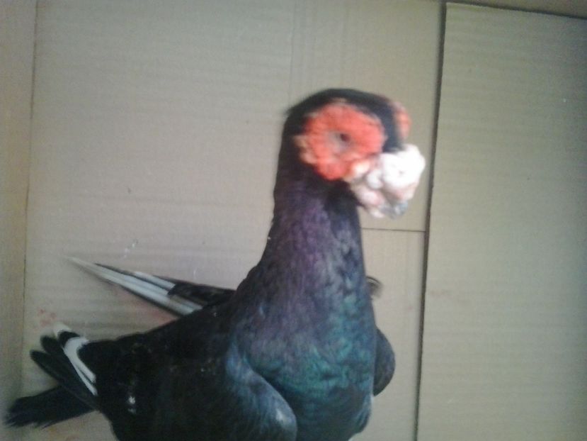 2016-04-09 14.32.29 - Berberi germani octombrie 2016