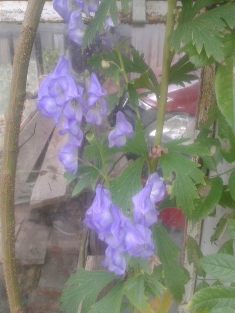  - Gradina