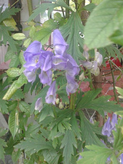  - Gradina
