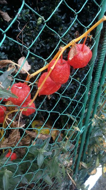 Physalis in octombrie - Din gradina mamei