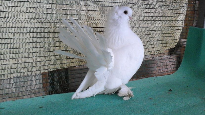 M 5286, 2015, 200 lei - au fost VANDUTI