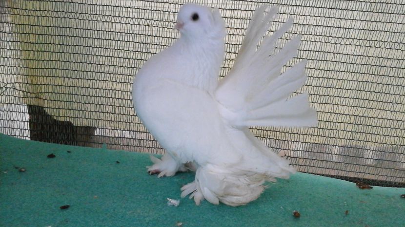 M 5286, 2015, 200 lei - au fost VANDUTI