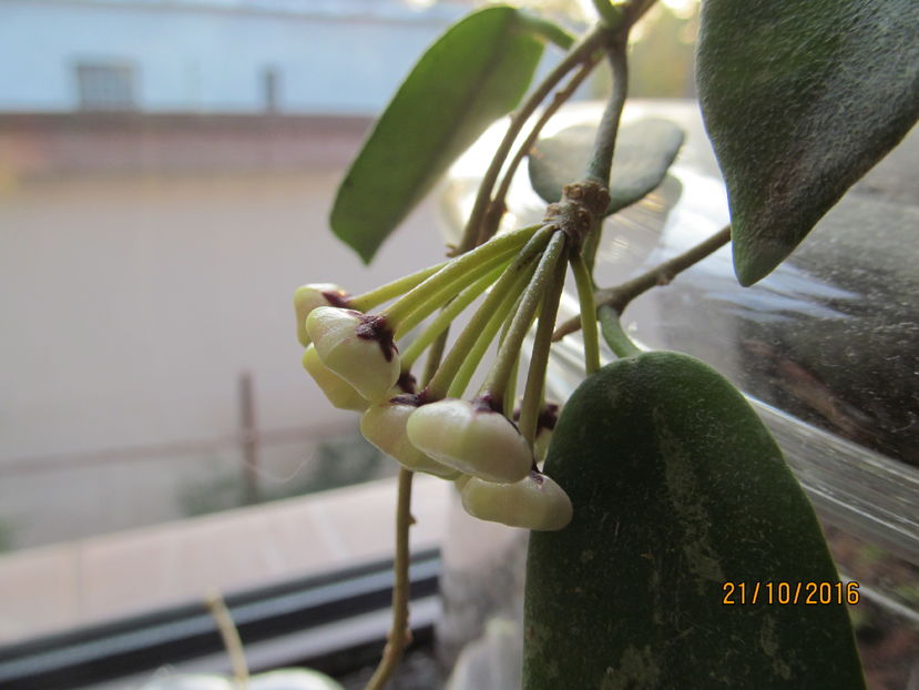 hoya Thomsonii