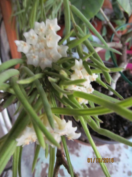 hoya Linearis