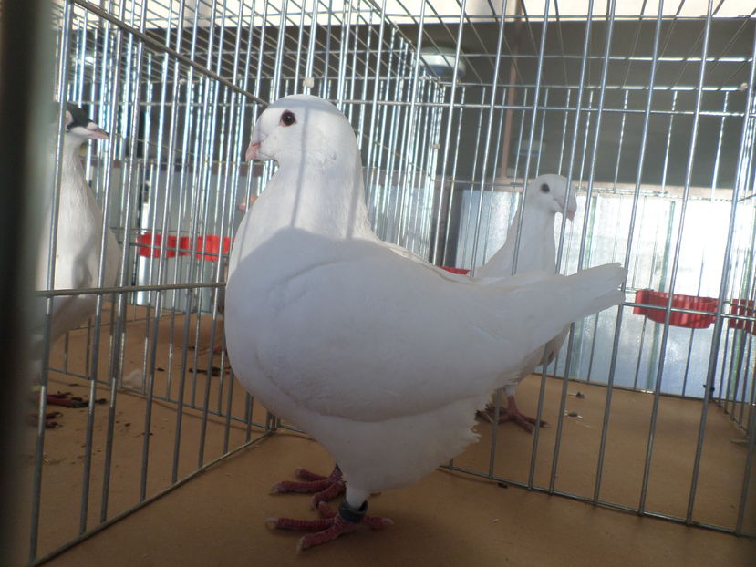 fem 10263 2016 expusa in Bulgaria