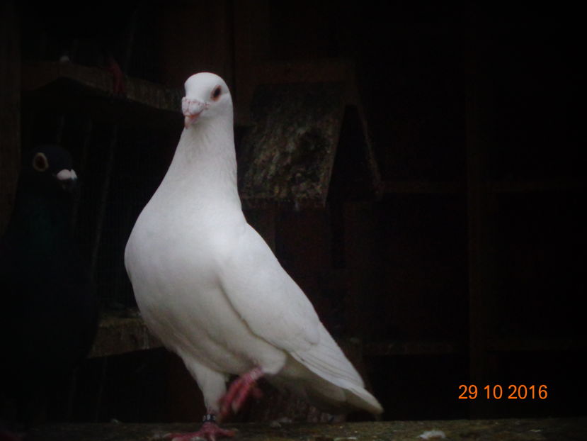 Un sfatos - Viata porumbeilor 2016 partea a 2 a