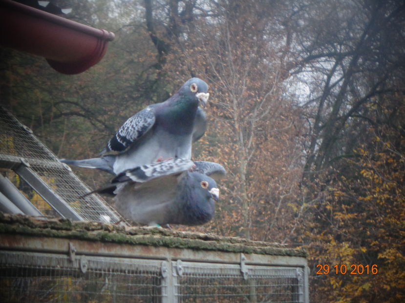 Yearlingi cu dor de ... Eminescu - Viata porumbeilor 2016 partea a 2 a