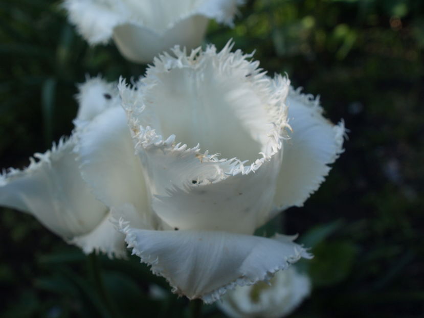 P4156096 - Gradina cu flori 2016