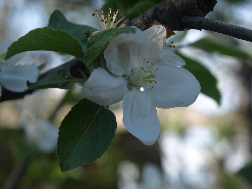 P4156099 - Gradina cu flori 2016