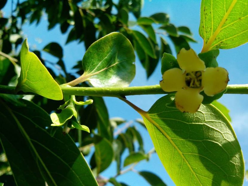 Tam kam flori; Flori kaki Tam Kam
