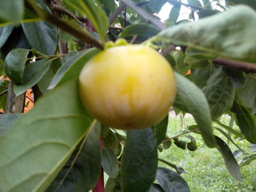 Tam Kam fructe02 - kaki Rosseyanka