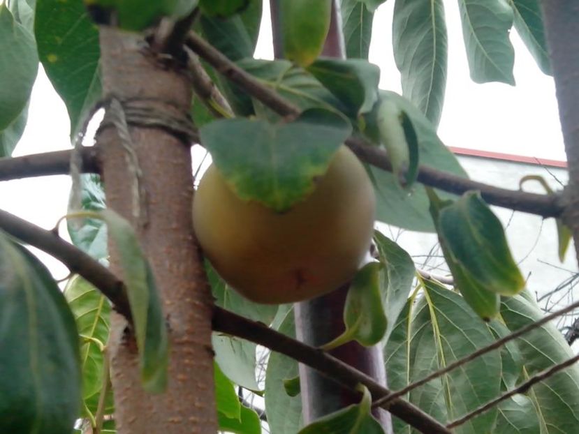 Tam Kam fructe03 - kaki Rosseyanka
