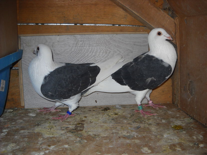  - PORUMBEI VANDUTI