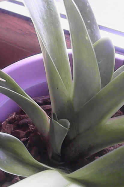 primul pui paphio - florile mele dragi