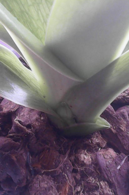 al 2 lea pui paphio - florile mele dragi