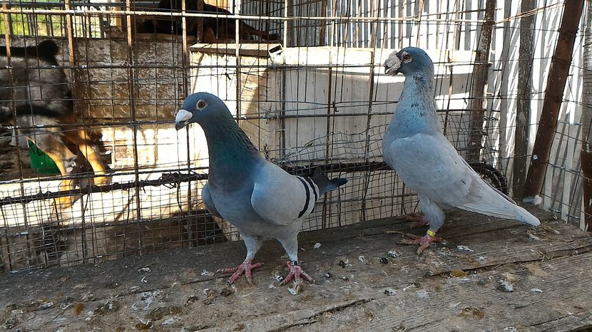 P_20161030_112016 - Voiajori Italiani de Frumusete