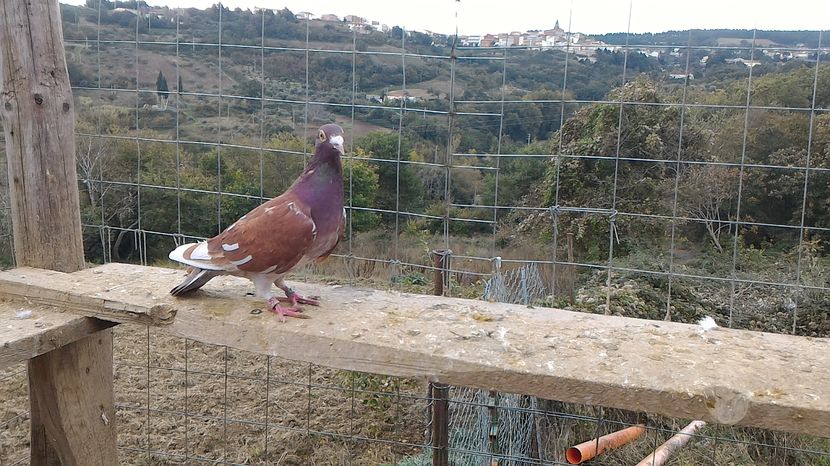 P_20161030_103524 - Voiajori MEULEMANS