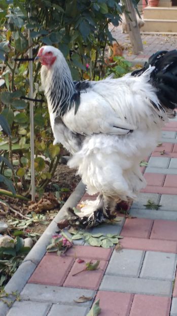  - POZE TINERET 2016 AUG